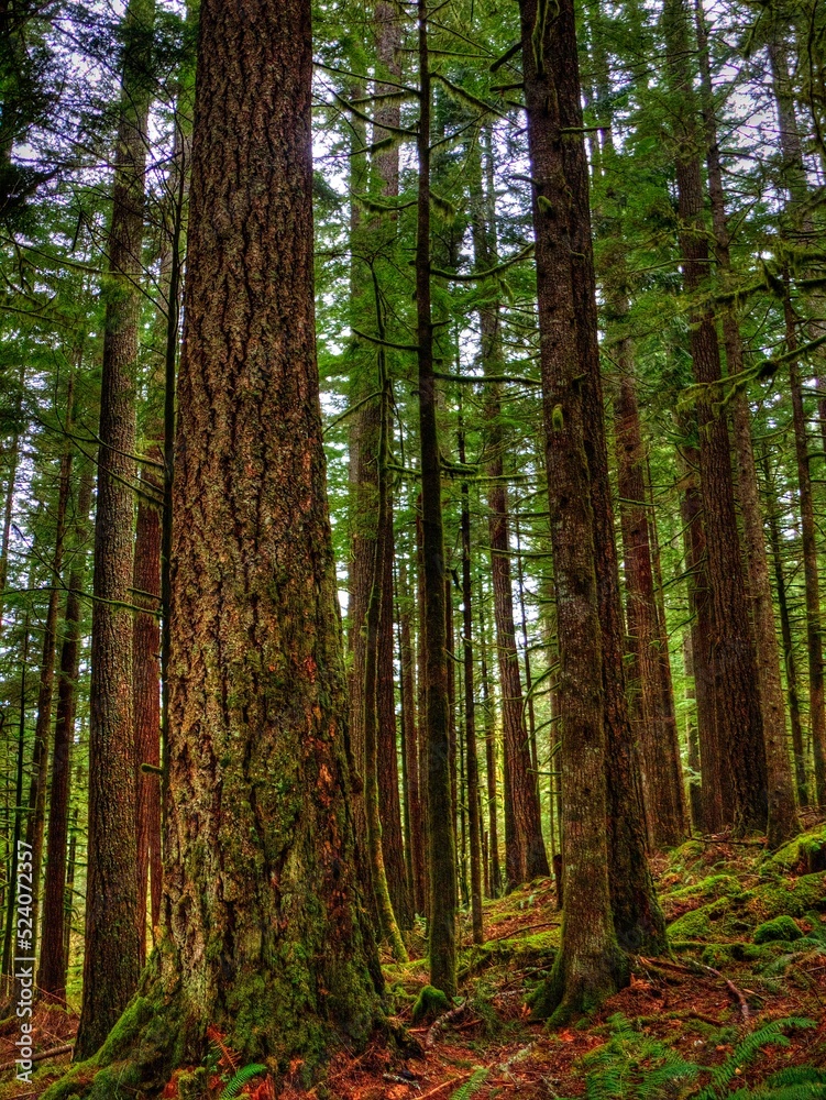 Fototapeta premium Trees - Mt Hood Area, Oregon