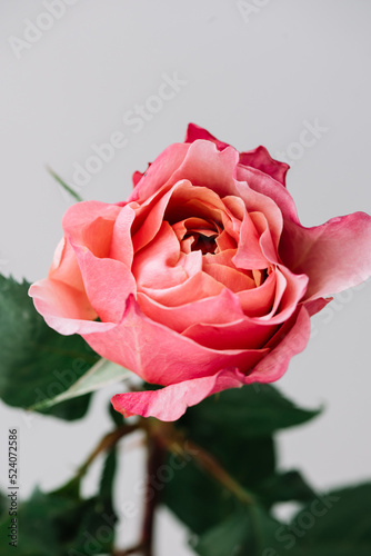 Beautiful single pink rose flower on the grey wall background  close up view