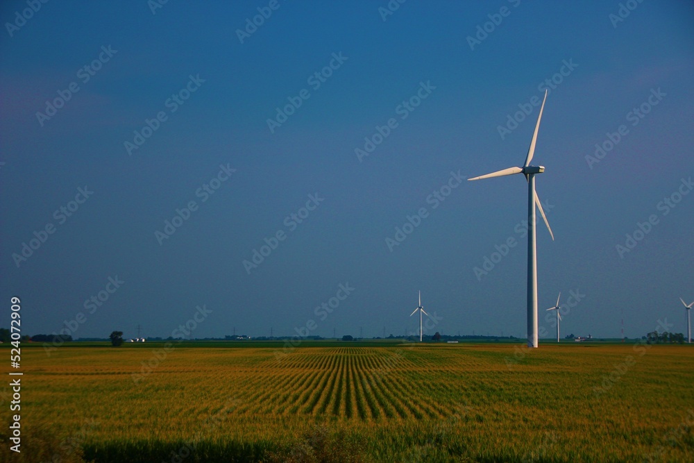 Windmill, Indiana Corn Field
