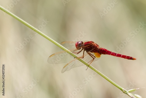 Closeup of red scarlet dragonfly perching on plant stem photo