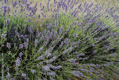 Lavender Farm