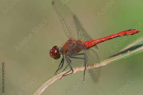 Close-up of a red dragonfly on a dry leaf. Eyes and wings details