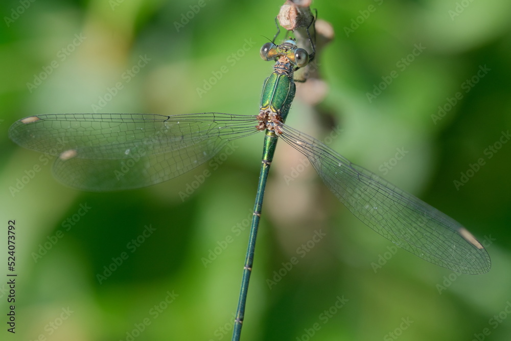 Dragonfly in the nature. Dragonfly macro photography with green background and showing of eyes and wings details. Dragonfly in the nature. Dragonfly macro photography with green background and showing of eyes and wings details.