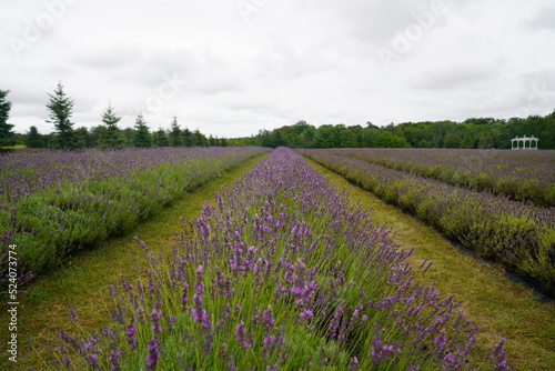 Lavender Farm