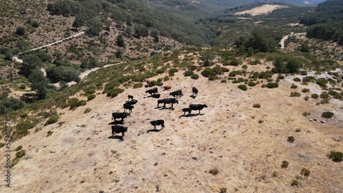 Spanish brave bulls relaxing photo