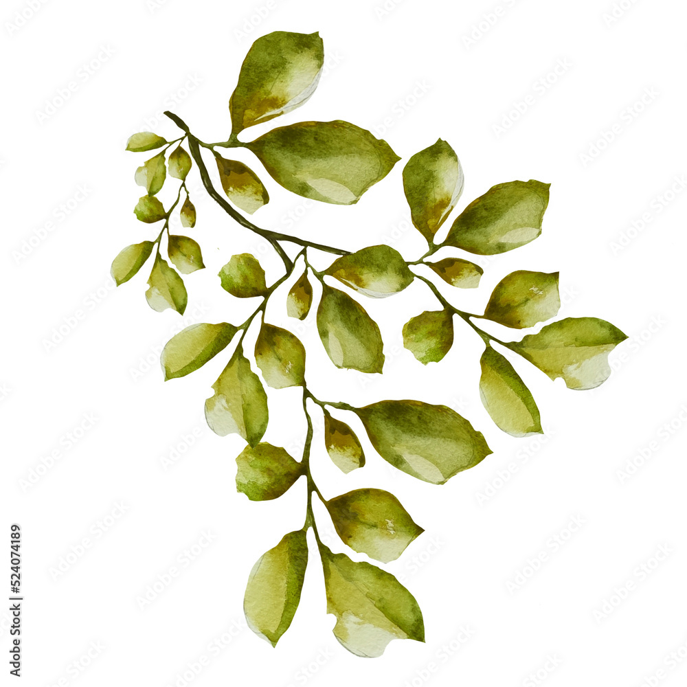 branch with leaves illustration