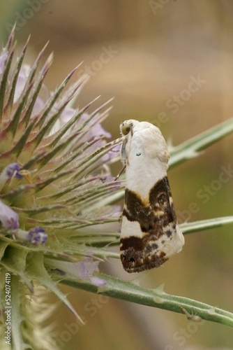 Vertical closeup on a Pale should moth, Acontia lucida, hanging in the vegetation photo