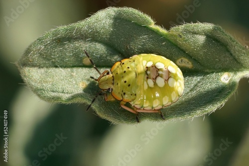 The brilliant green coloration of the nymph, instar of the South photo