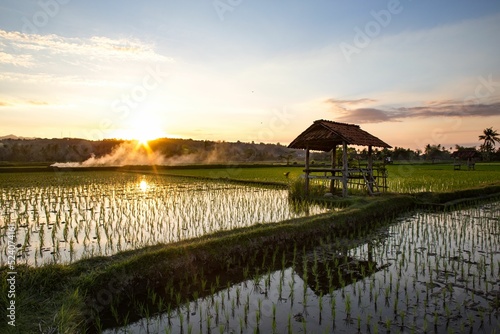 Sunset over the rice fields of Sumbawa, Indonesia. photo