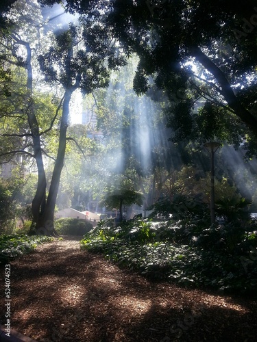 Rays of sunshine through trees photo