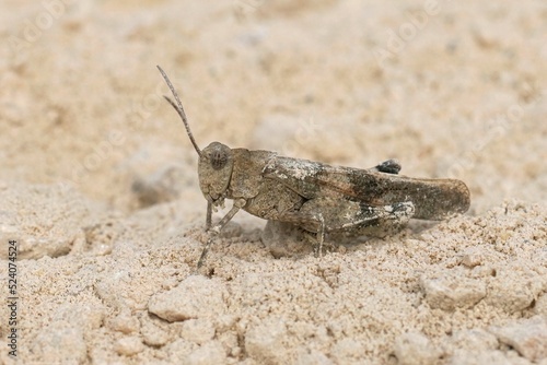 Closeup on a mediterranean blue-winged, grasshopper Oedipoda caerulescens sittng on the ground photo