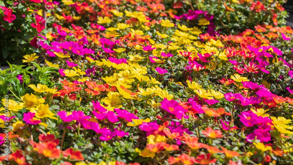 Obraz premium Big carpet of large-flowered purslane