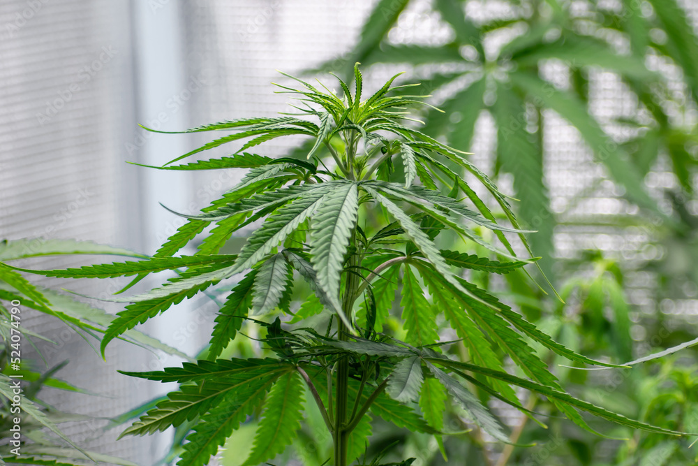 Cannabis plants for medicinal purposes Take care by controlling light and temperature factors in enclosed spaces.