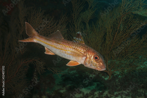 Mullus surmuletus goatfish swimming near bottom of sea photo