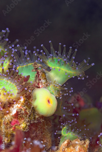Corynactis californica anemones under sea water photo