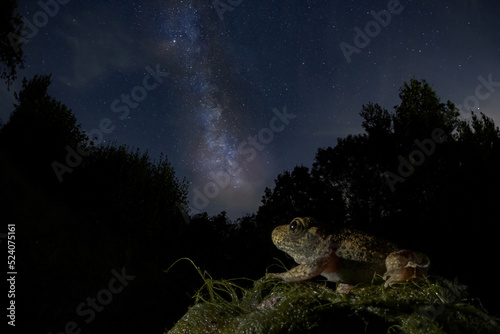 Epidalea calamita frog sitting on stone against starry sky with Milky Way photo