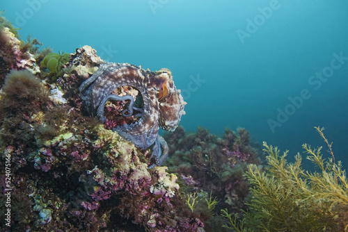 Picturesque marine scenery with coral reefs and Octopus cyanea photo