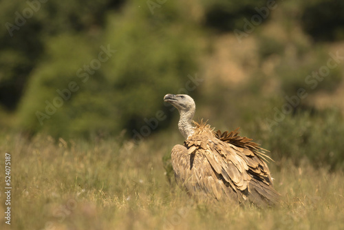 Predatory Gyps fulvus bird walking on grassy meadow photo