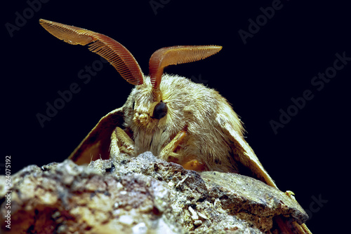 Macrothylacia rubi insect sitting on rocky cliff in nature photo