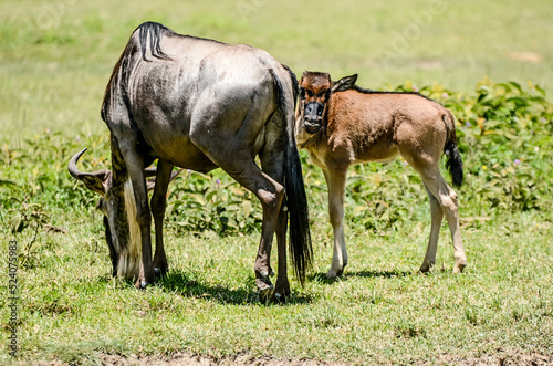 Wildebeest and her baby in the parks of Tanzania © Image'in