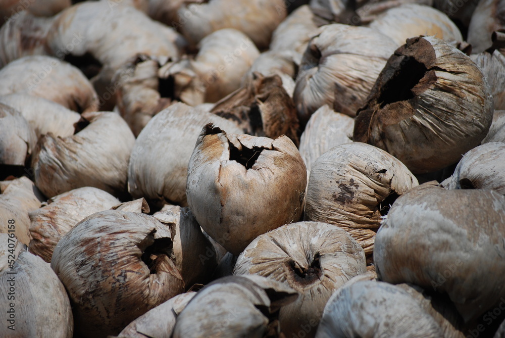coconut fruit waste that is dried in the sun as an ingredient to make a cooking fire coconut fruit waste that is dried in the sun as an ingredient to make a cooking fire