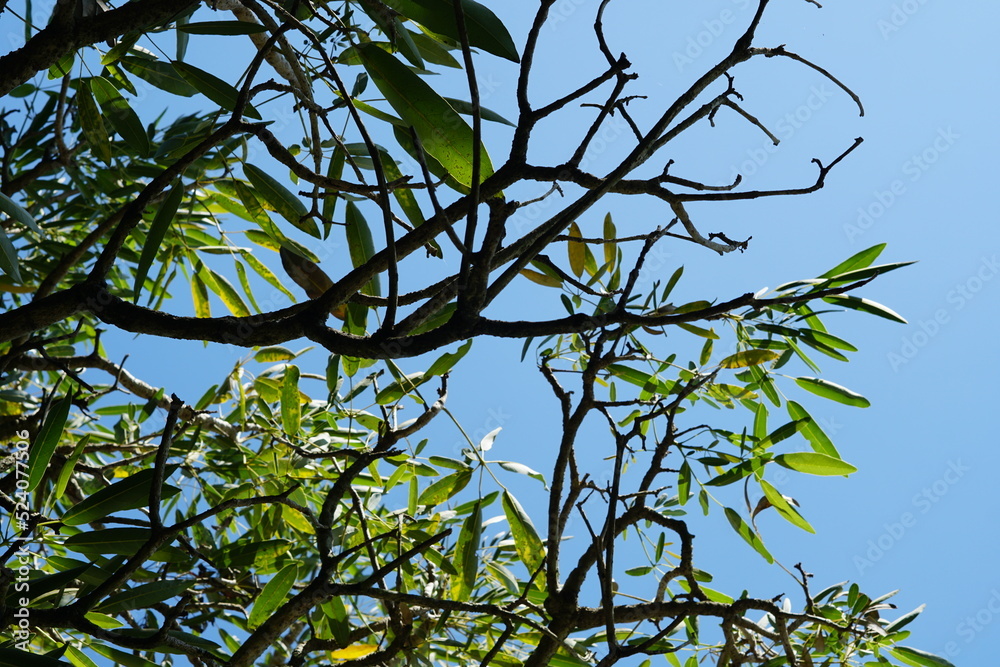 tabebuya tree leaves with blue sky background tabebuya tree leaves with blue sky background
