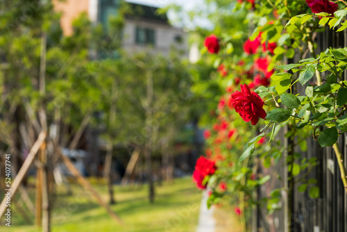 Rose Bush in the front garden. Trying to escape from behind the metal bars. The background is blurred.