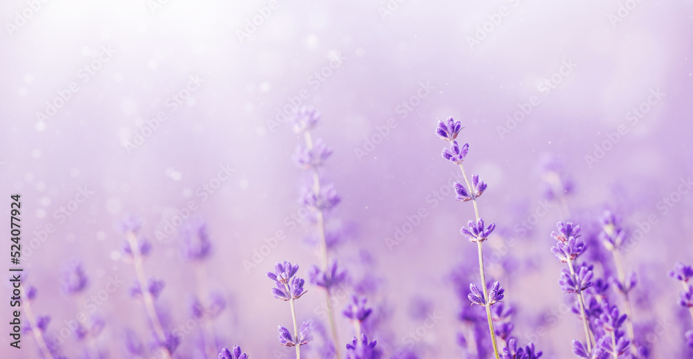 Naklejka premium Beautiful lavender in the rays of light, a fairy tale landscape