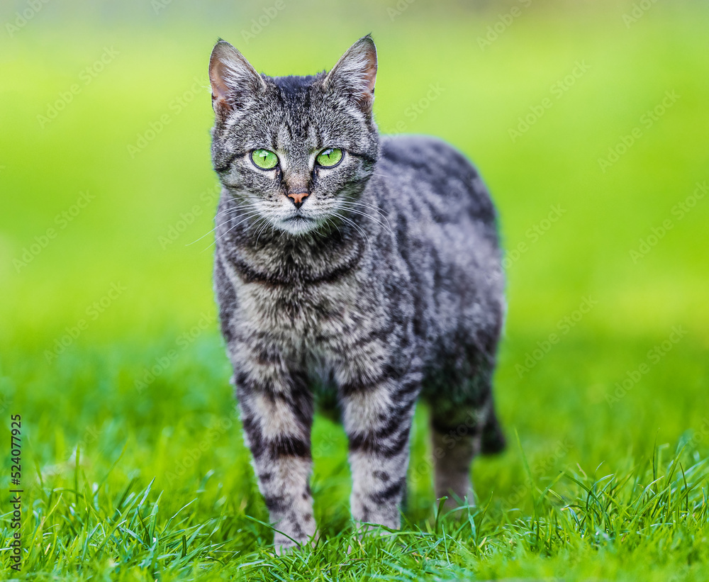 A gray tabby cat on green grass, looking at the camera