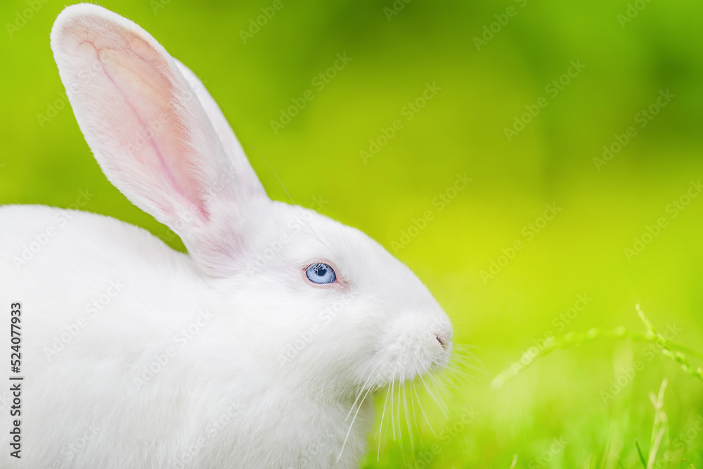 Portrait of a white rabbit on green grass. Easter Bunny. Portrait of a white rabbit on green grass. Easter Bunny.