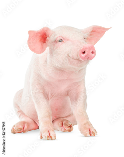 Happy smiling baby pig isolated on white background.