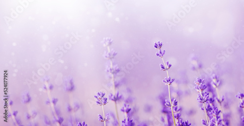 Beautiful lavender in the rays of light, a fairy tale landscape