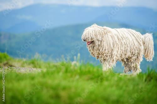 Happy dog walks in the mountains. Hungarian puli dog. photo