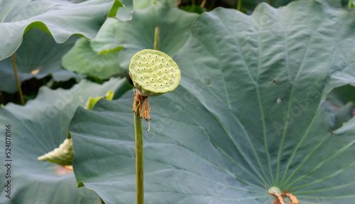 Wallpaper Mural Lotus waterlily in the pond Torontodigital.ca