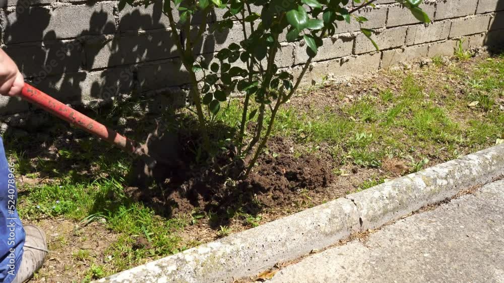 Farmer digging fertile black soil with shovel on garden plantation, person cultivating land in springtime and taking care of rose bushes in backyard. Man working in the garden, growth accelerating