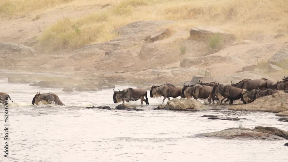 Gnu's crossing the Mara River in Serengeti National Park, Tanzania Gnu's crossing the Mara River in Serengeti National Park, Tanzania