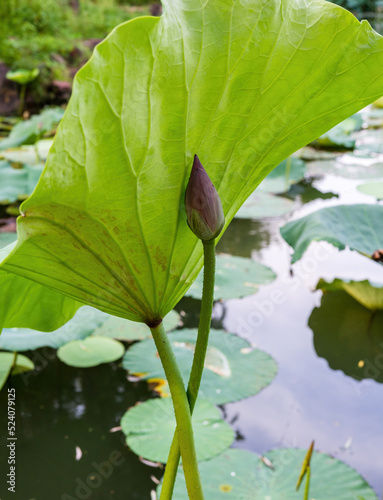 Wallpaper Mural water lily in the pond Torontodigital.ca