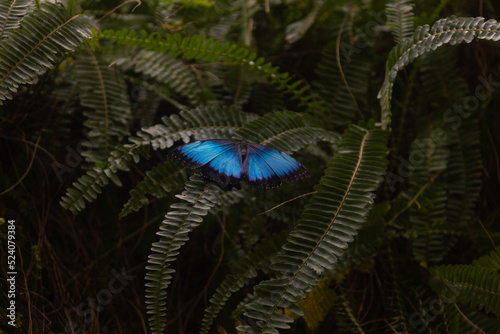 One butterfly with beautiful blue wings  on the tropical plant, known as Morpho peleides (Blue Morpho), selective focus on the butterfly