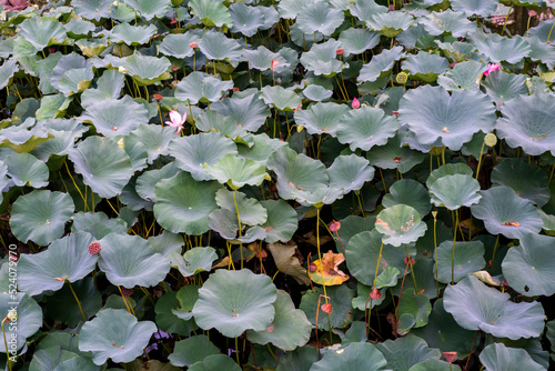 Wallpaper Mural water lily in the pond Torontodigital.ca