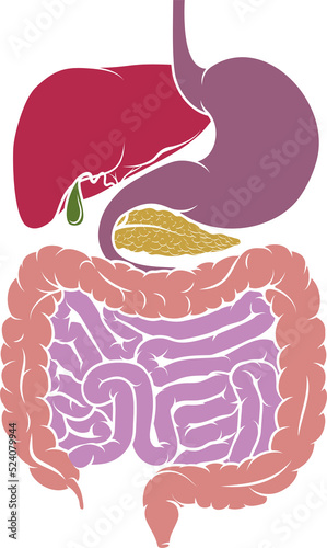 Human Anatomy Digestive System Tract Diagram