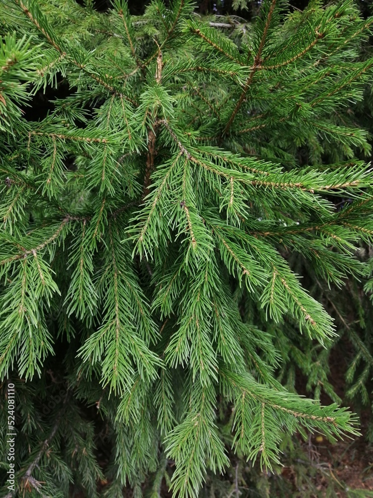 pine needles pine needles