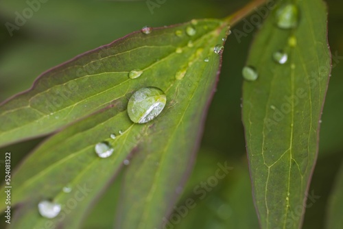 Macro view of raindrops on green peony leaves. 