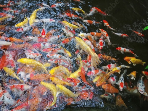 koi fish in pond