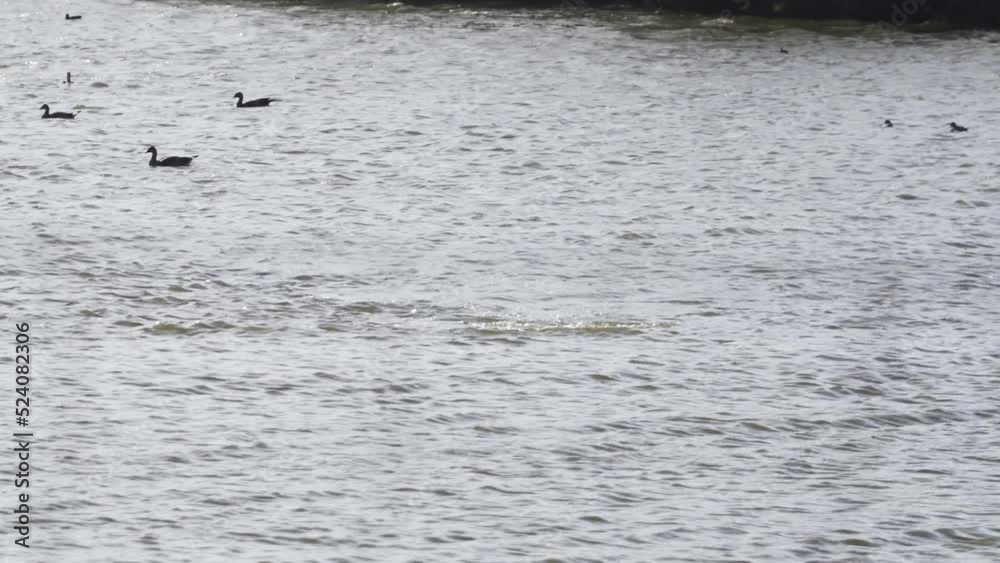 Submerged Hippopotamus Peeking Out Of The Water With Ducks Swimming In Western Cape, South Africa. wide Submerged Hippopotamus Peeking Out Of The Water With Ducks Swimming In Western Cape, South Africa. wide