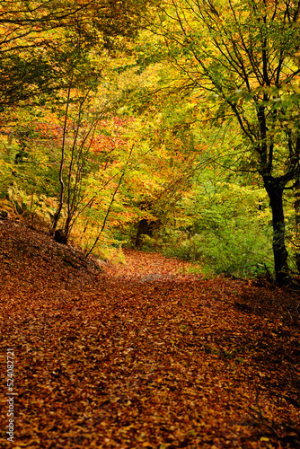 Waldweg mit Laub bedeckt im Herbst