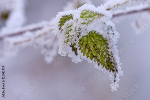Blatt mit gefrorenem Nebel