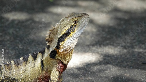Closeup shot of an Eastern Water Dragon captured in Australia photo