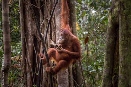 wild young orangutan