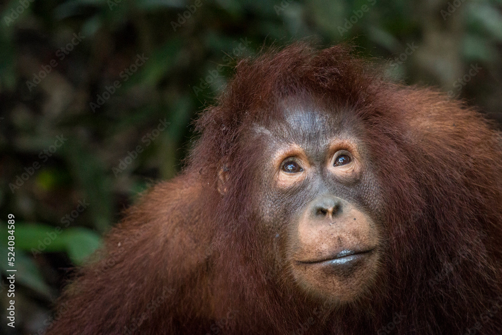 wild orangutan portrait