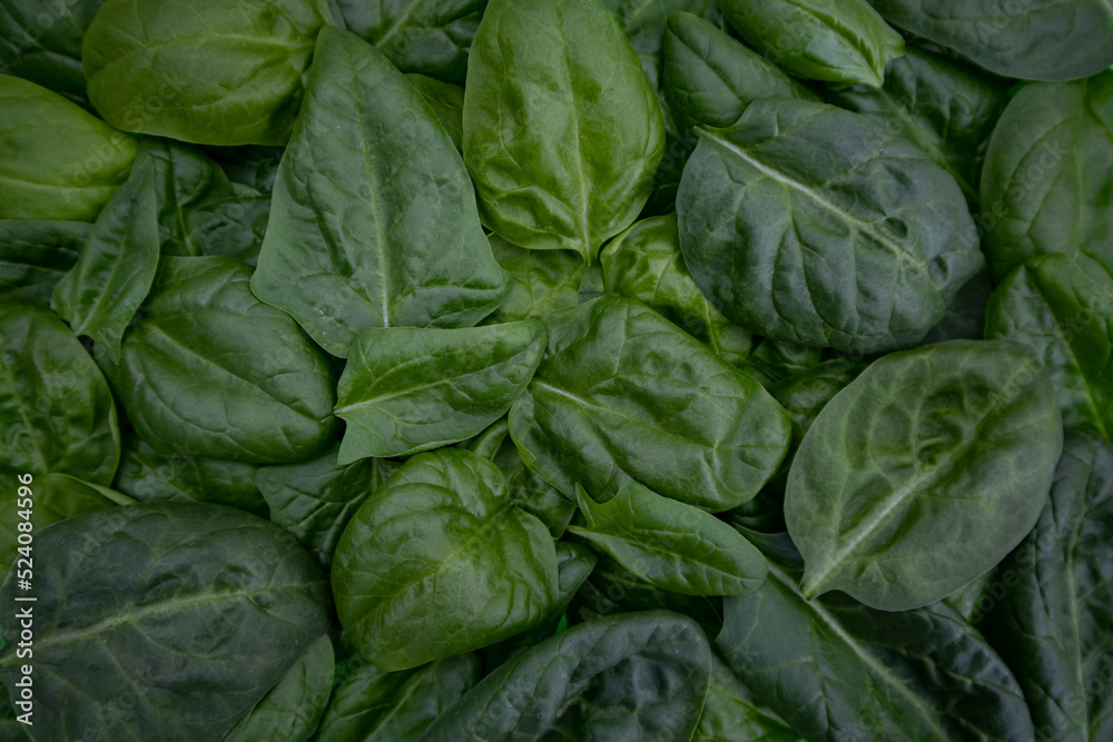 Background of fresh green spinach leaves, close-up view from above Background of fresh green spinach leaves, close-up view from above